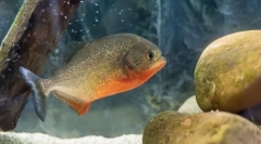 Піраньха звичайна